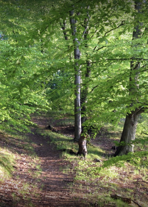 Skærmbillede 2021-08-15 kl. 19.53.26